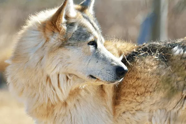 HuskyRomi Wolf Sanctuary